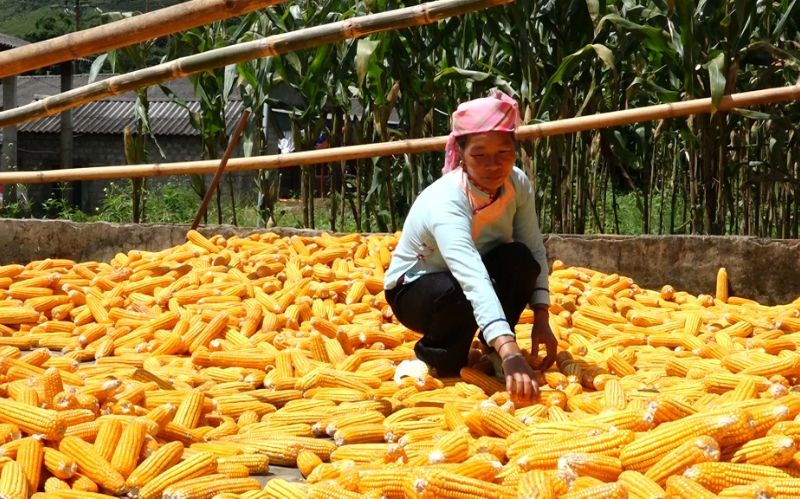 Làm khô ngô hạt bằng phương pháp phơi nắng