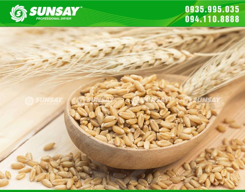 Lúa mạch là loại hạt chưa nhiều chất dinh dưỡng